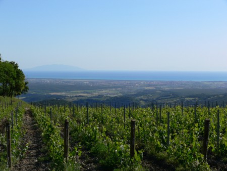 Blick vom benachbarten Weinberg aufs Mittelmeer und Elba